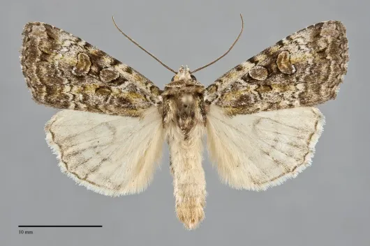 Anaplectoides pressus