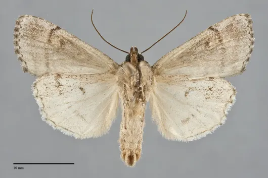 Anaplectoides pressus
