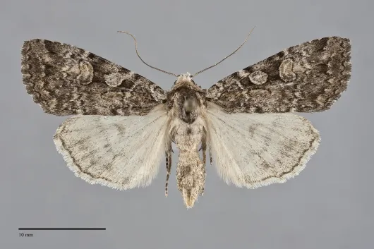 Anaplectoides pressus