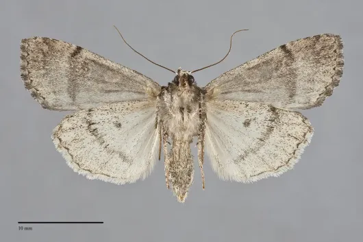 Anaplectoides pressus