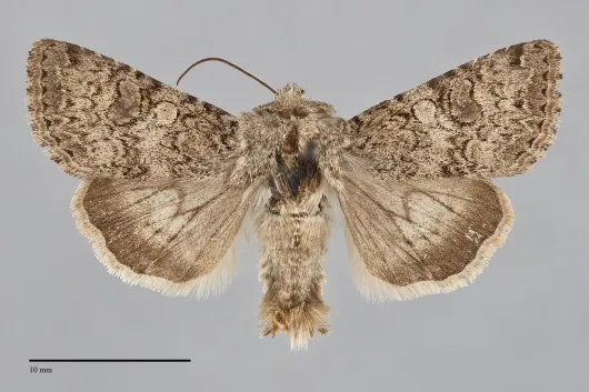 Anarta alta
