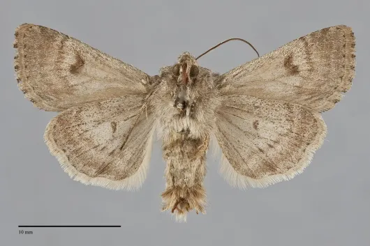 Anarta alta