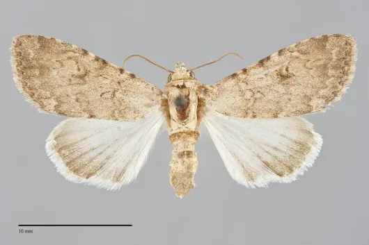 Anarta antica
