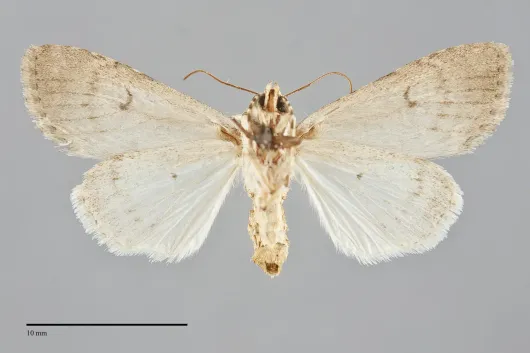 Anarta antica