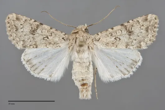 Anarta antica