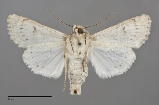 Anarta antica