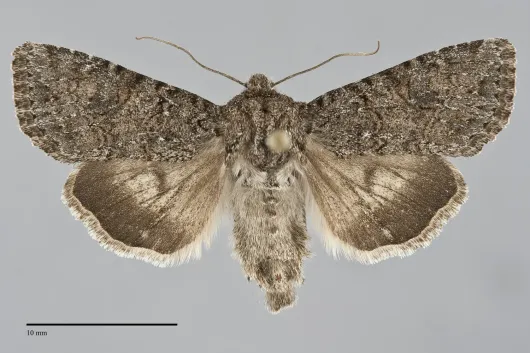 Anarta columbica