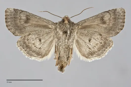 Anarta columbica