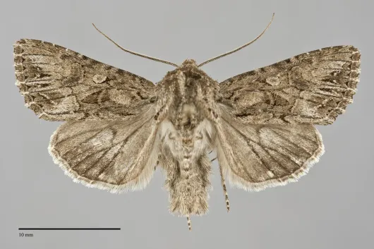 Anarta crotchii