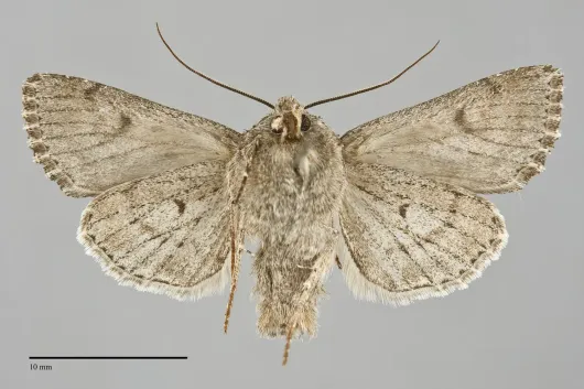 Anarta crotchii