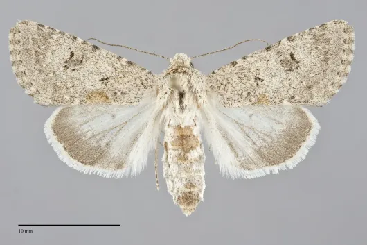 Anarta decepta