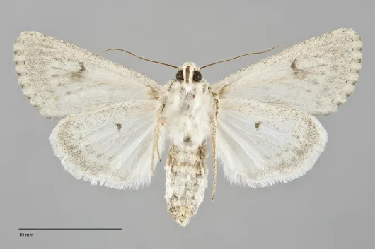 Anarta decepta