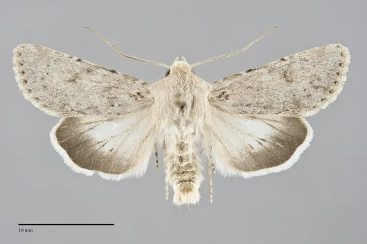 Anarta edwardsii