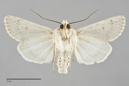 Anarta edwardsii