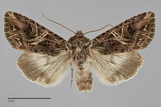 Anarta farnhami