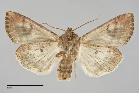 Anarta farnhami