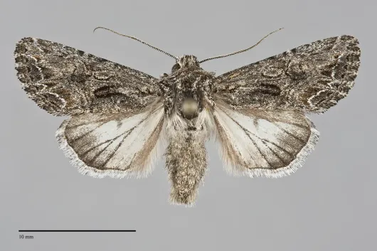 Anarta fulgora