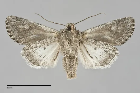 Anarta fulgora