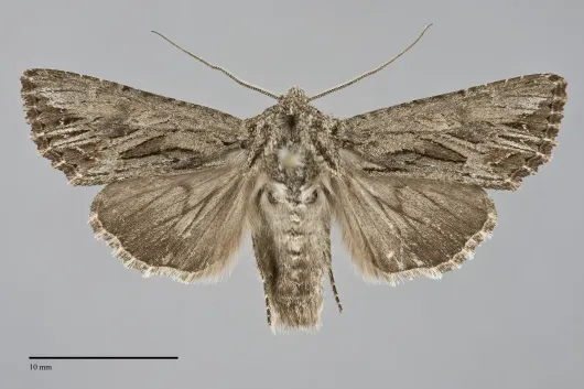 Anarta fusculenta