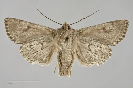 Anarta fusculenta