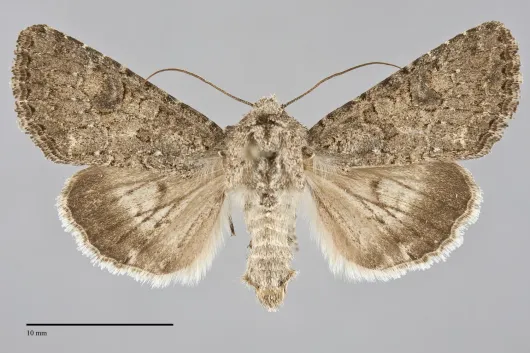 Anarta hamata