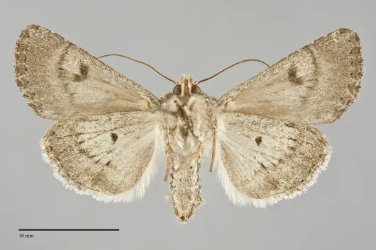 Anarta hamata