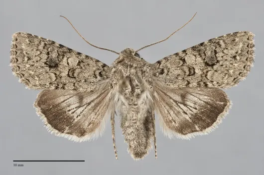 Anarta inconcinna
