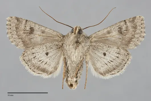 Anarta inconcinna