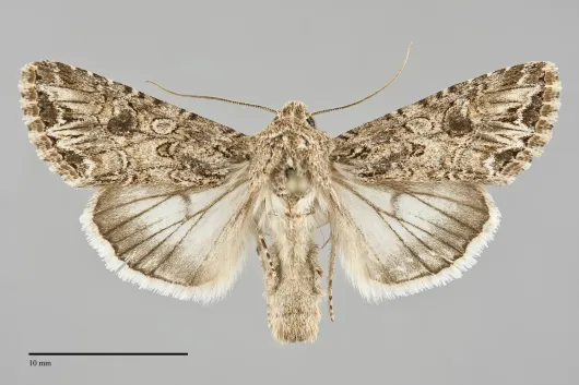 Anarta mutata