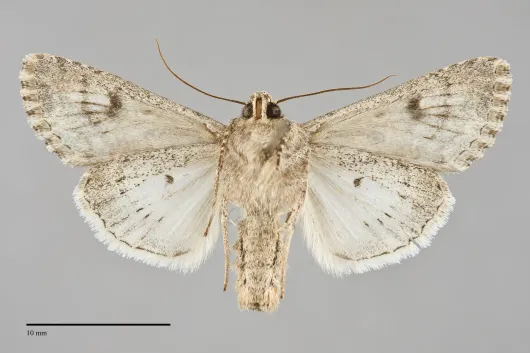 Anarta mutata