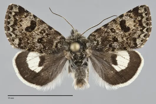 Anarta nigrolunata