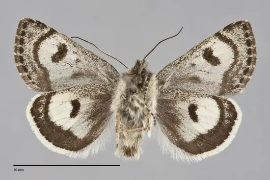 Anarta nigrolunata