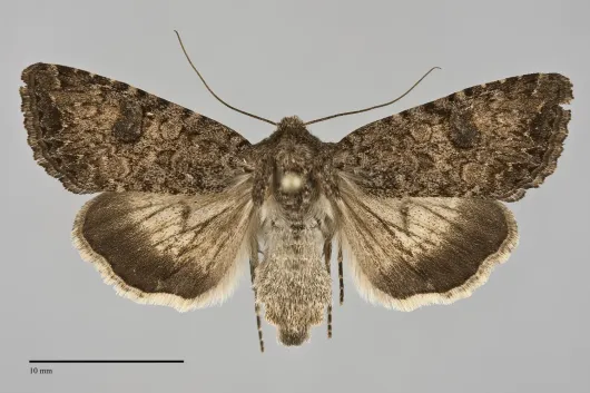 Anarta oregonica