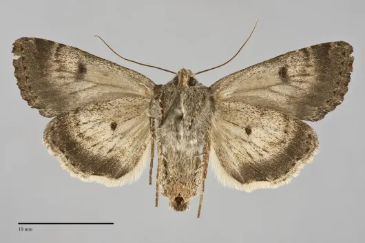 Anarta oregonica