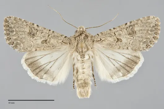 Anarta trifolii