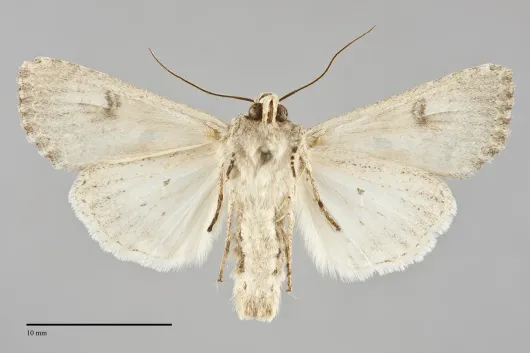 Anarta trifolii