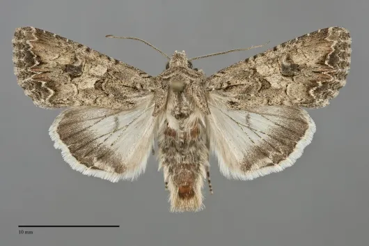 Anarta trifolii