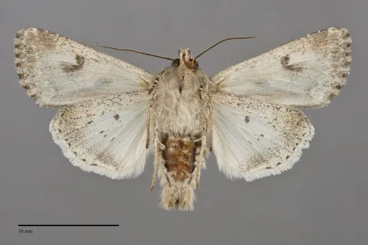 Anarta trifolii