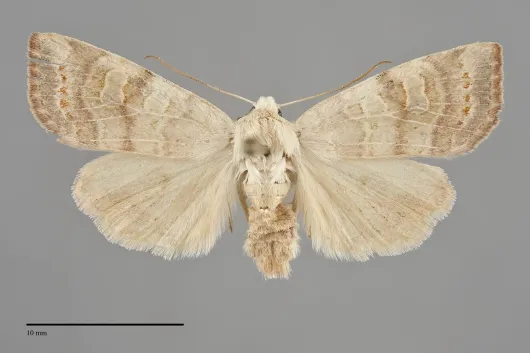 Anathix aggressa