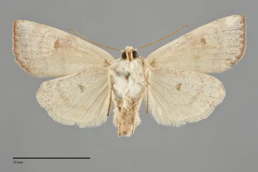 Anathix aggressa