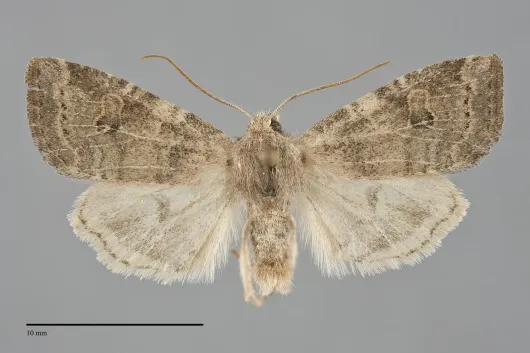 Anathix puta