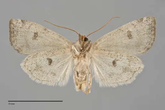 Anathix puta