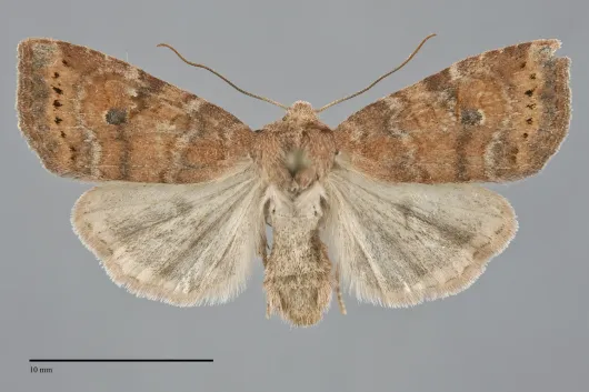 Anathix puta