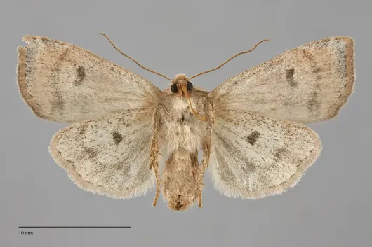 Anathix puta