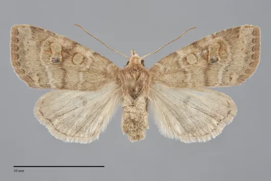 Anathix puta