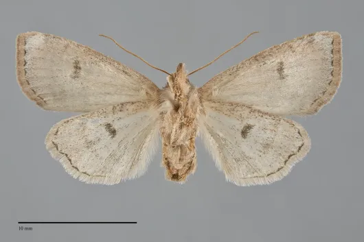 Anathix puta