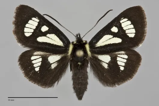 Androloma maccullochii