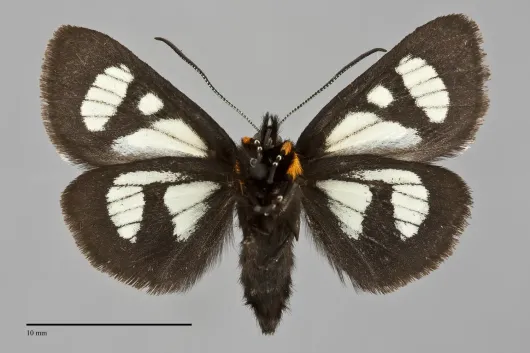 Androloma maccullochii