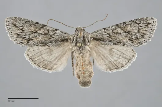 Andropolia aedon