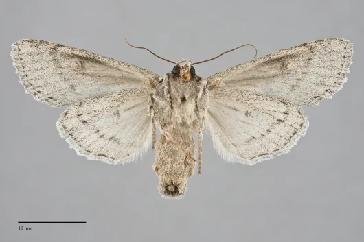 Andropolia aedon